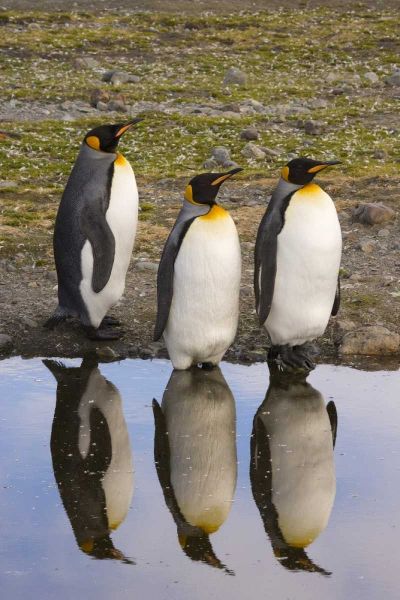 South Georgia Island, Three king penguins